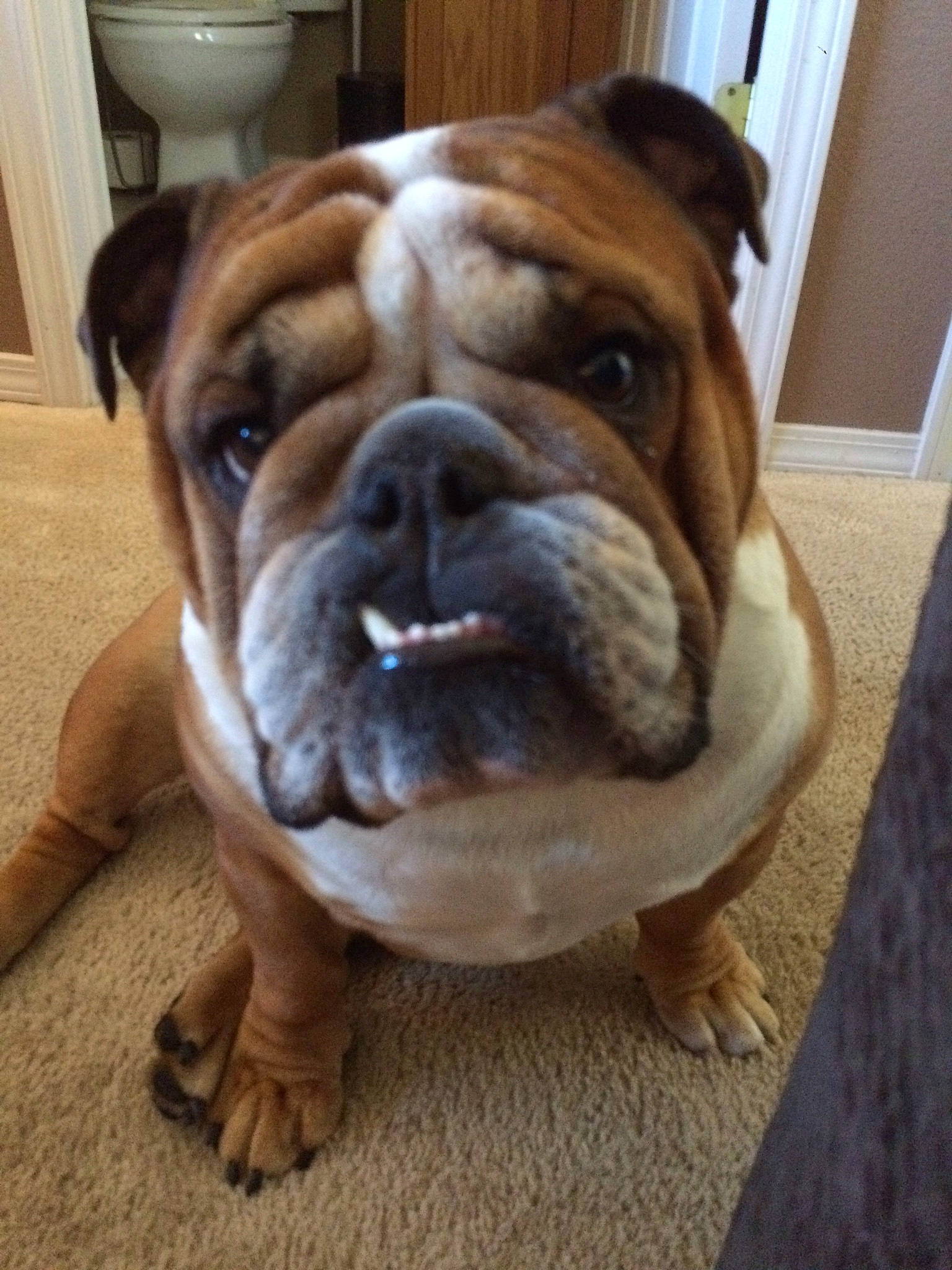 Dean joined the competition — help win amazing prizes! bulldog, canidae, carnivore, comfort, companion_dog, dog, dog_breed, fawn, flooring, fur, hardwood, liver, natural_material, snout, sporting_group, terrestrial_animal, whiskers, wood, working_animal, wrinkle