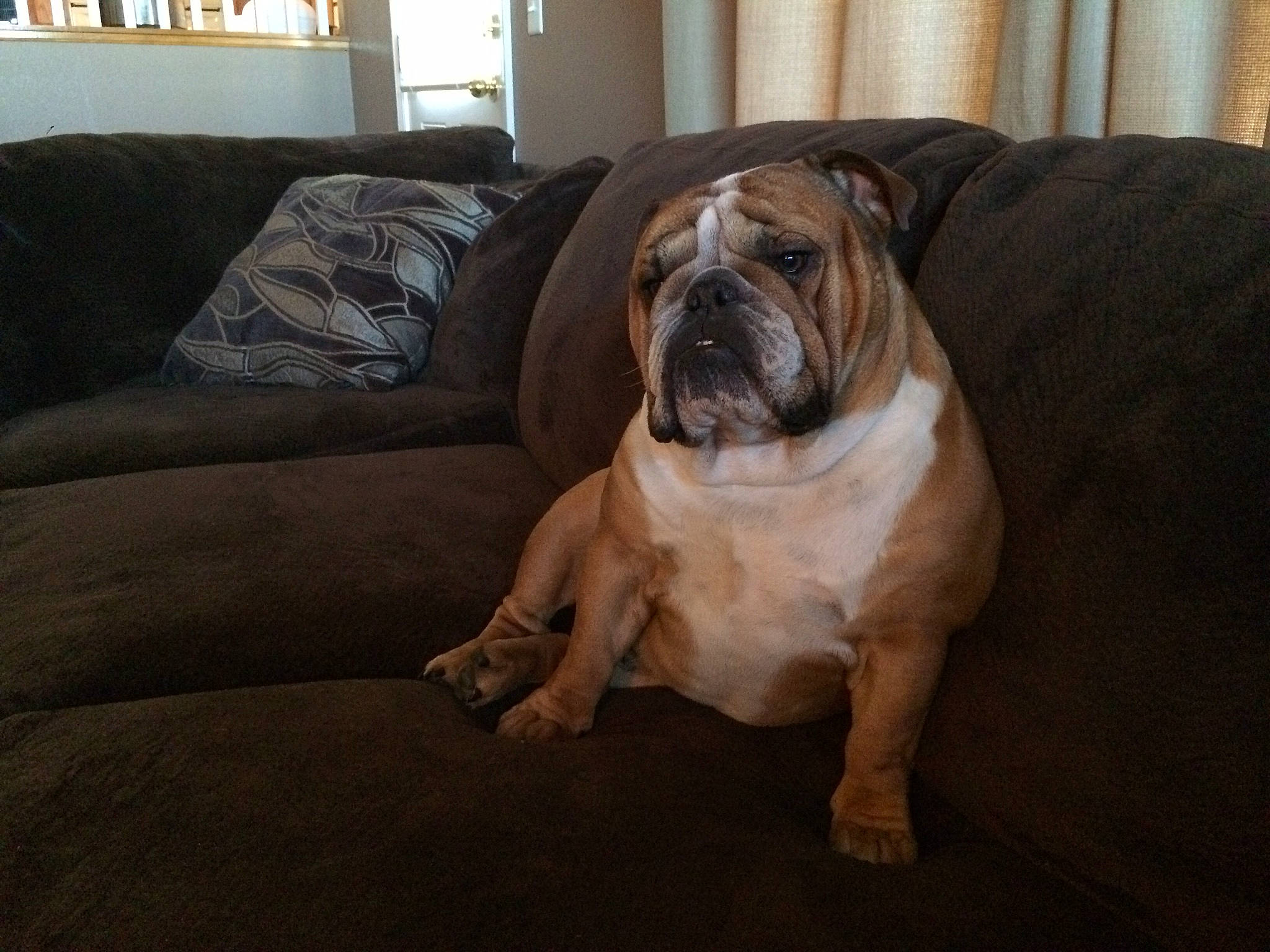 Dean joined the competition — help win amazing prizes! bored, bulldog, canidae, carnivore, comfort, companion_dog, couch, dog, dog_breed, fawn, flooring, hardwood, plant, snout, studio_couch, toy_dog, whiskers, window, wood, wrinkle