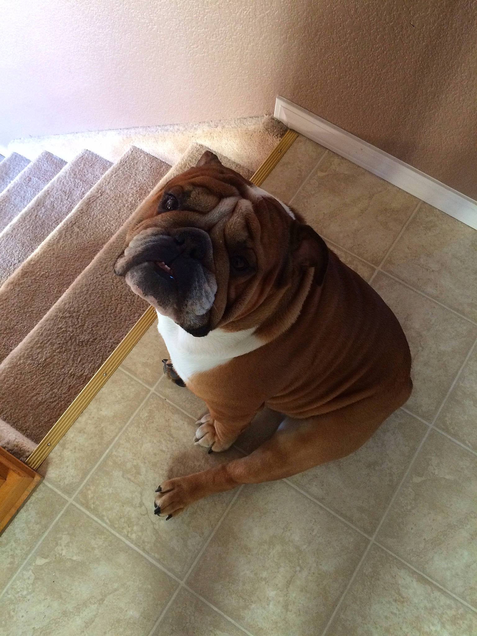 Dean joined the competition — help win amazing prizes! beige, brown, canidae, carnivore, companion_dog, dog, dog_breed, fawn, floor, flooring, hardwood, pug, snout, sporting_group, tail, toy_dog, wood, wood_stain, working_animal, wrinkle