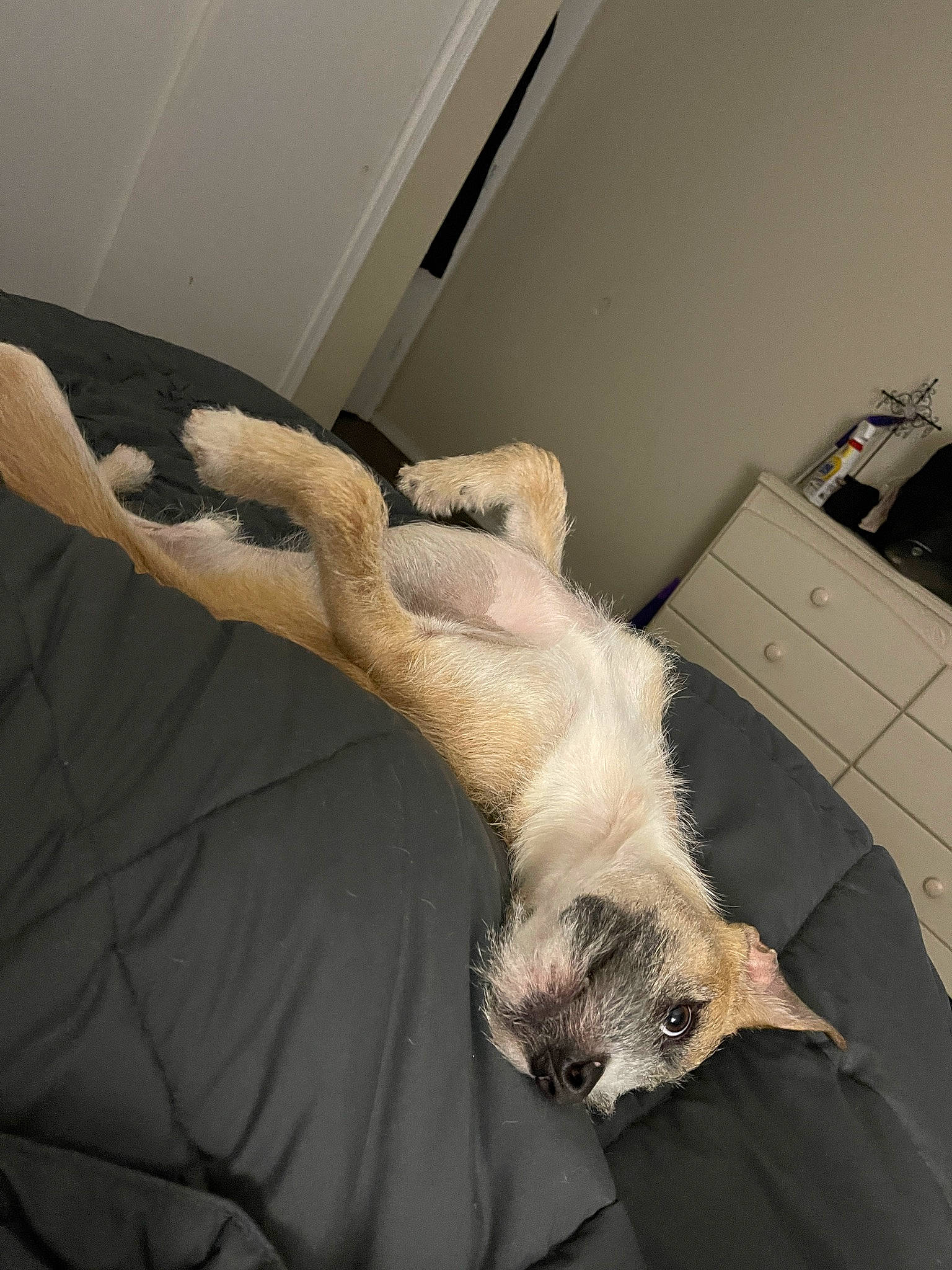 Dexter Morgan is registered to the contest to win money with this photo: bed, bedding, carnivore, cat, comfort, companion_dog, couch, dog_breed, drawer, fawn, felidae, flooring, fur, gesture, linens, printer, room, small_to_medium_sized_cats, tail, whiskers