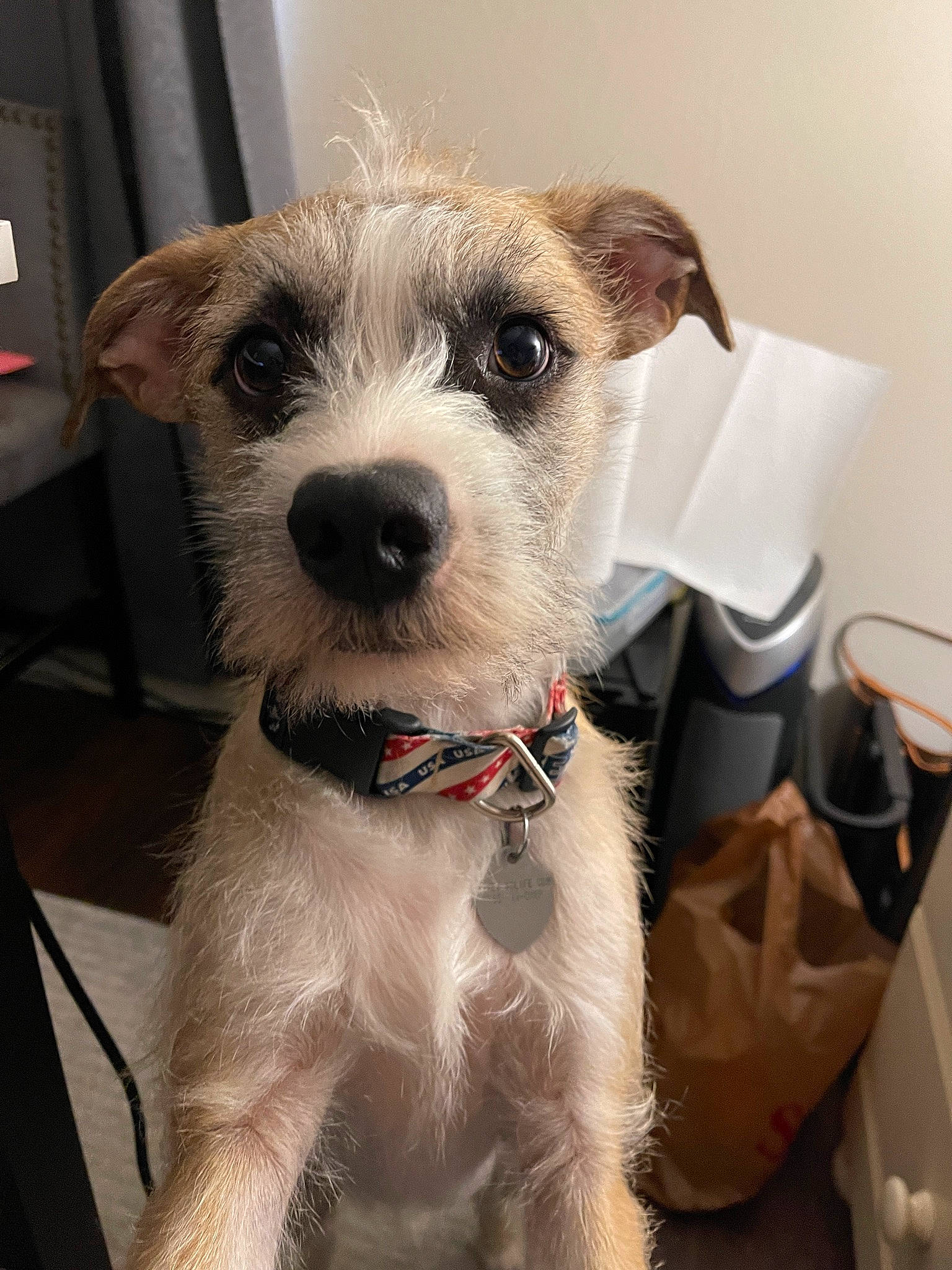 Dexter Morgan joined the competition — help win amazing prizes! canidae, carnivore, collar, companion_dog, dog, dog_breed, dog_collar, eyewear, fawn, leash, non_sporting_group, small_terrier, snout, sporting_group, terrestrial_animal, terrier, toy_dog, whiskers, working_animal, working_terrier