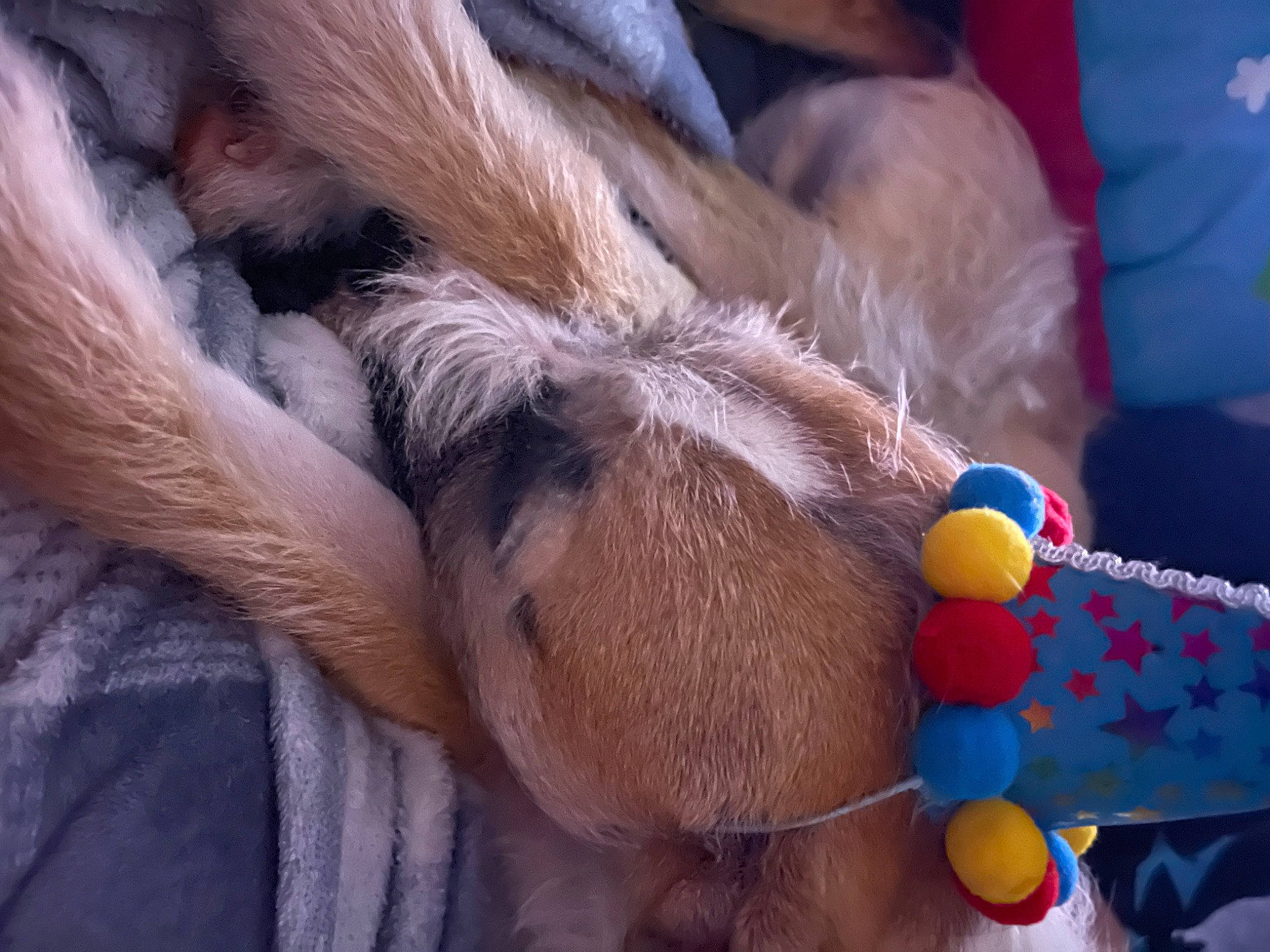 Dexter Morgan is registered to the contest to win money with this photo: ball, claw, comfort, companion_dog, dog, dog_breed, fawn, fur, human_leg, liver, nail, paw, snout, stuffed_toy, tail, terrestrial_animal, toy, whiskers, wool, working_animal