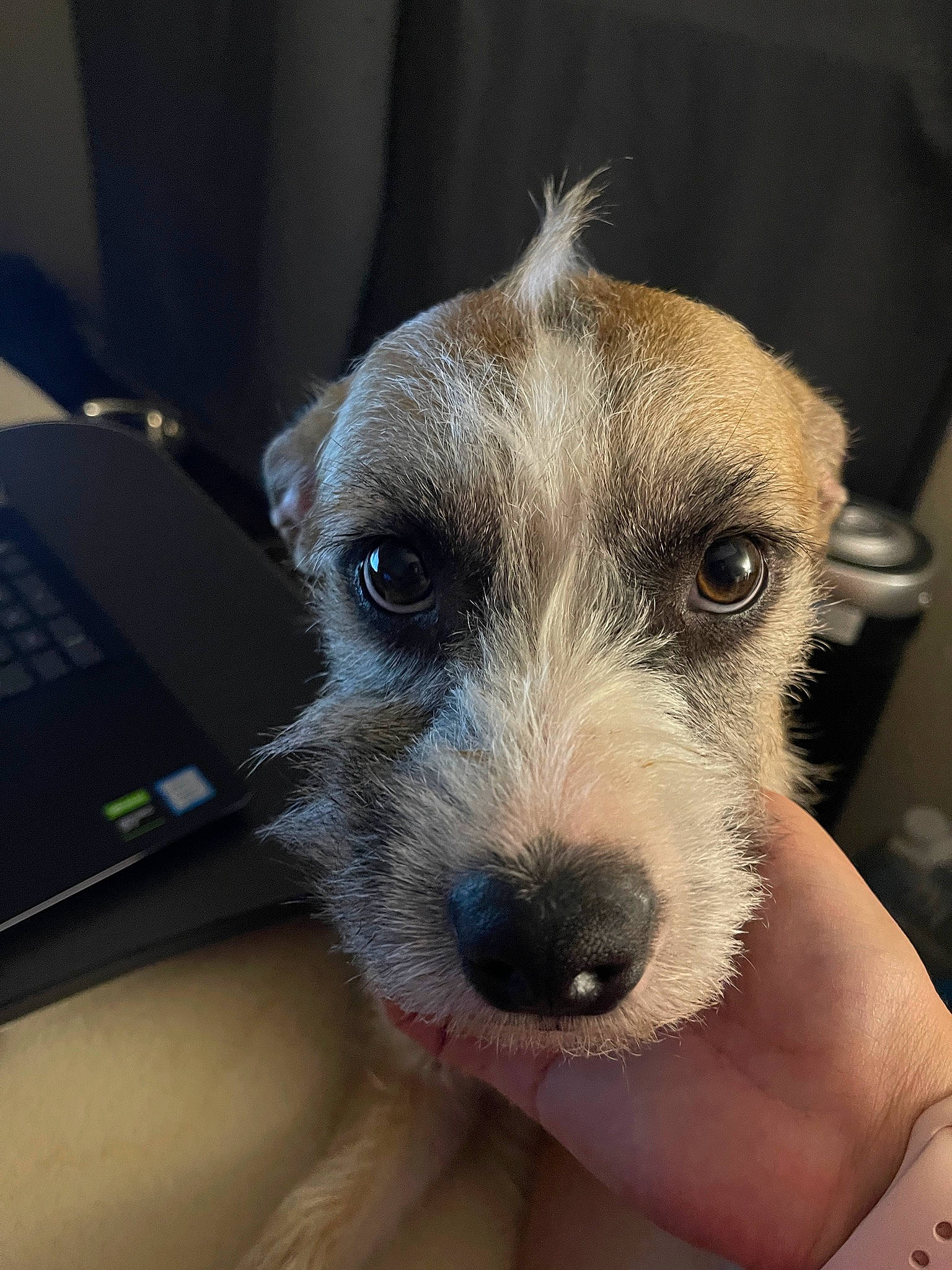 Dexter Morgan joined the competition — help win amazing prizes! canidae, carnivore, collar, companion_dog, computer_keyboard, dog, dog_breed, ear, fawn, fur, head, input_device, non_sporting_group, snout, sporting_group, terrestrial_animal, terrier, whiskers, working_animal