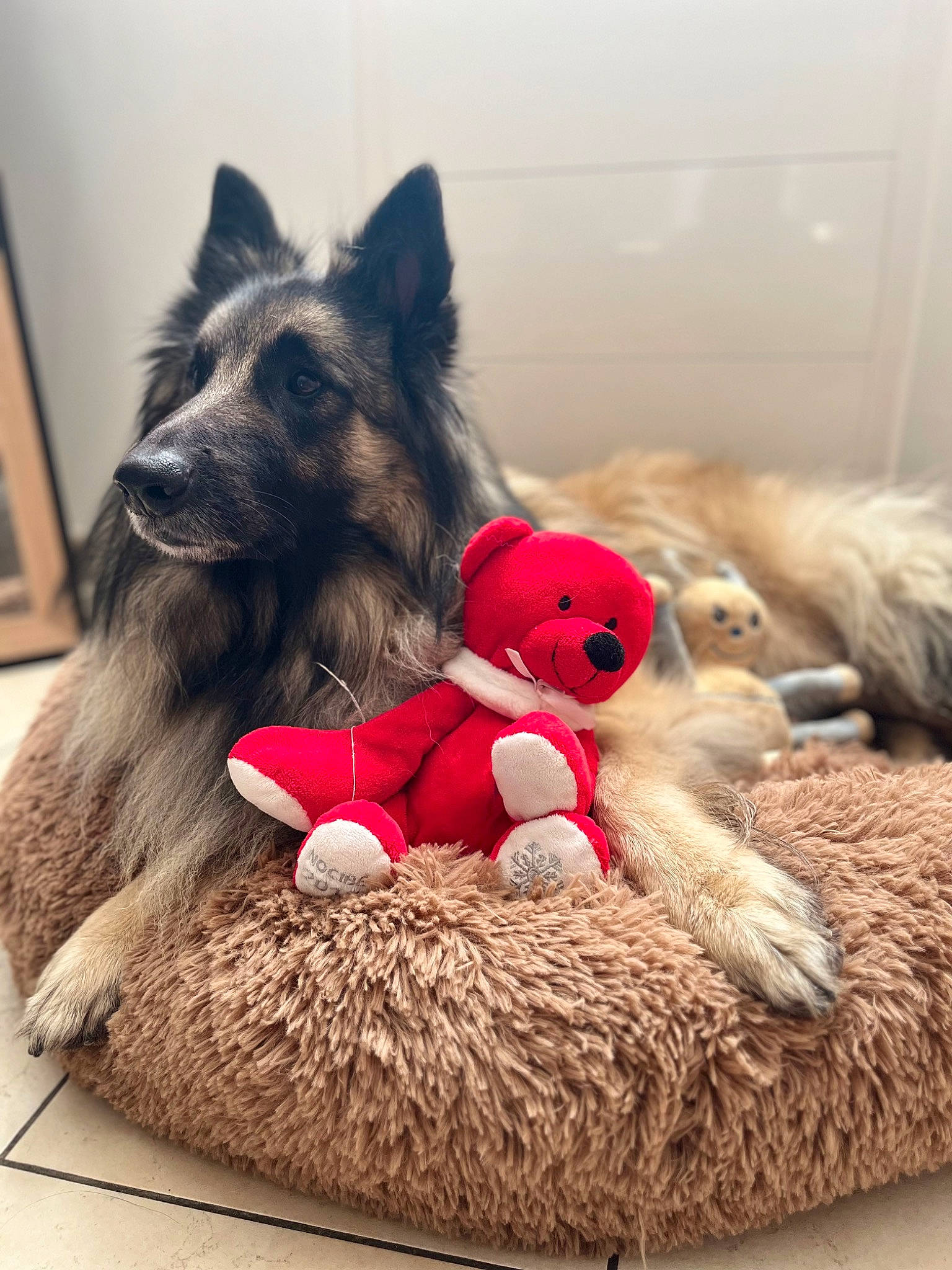 Pirate participe au concours pour gagner de l'argent avec cette photo : canidae, carmine, carnivore, companion_dog, dog, dog_breed, fawn, felidae, fur, hat, paw, plush, sporting_group, stuffed_toy, teddy_bear, terrestrial_animal, toy, working_animal