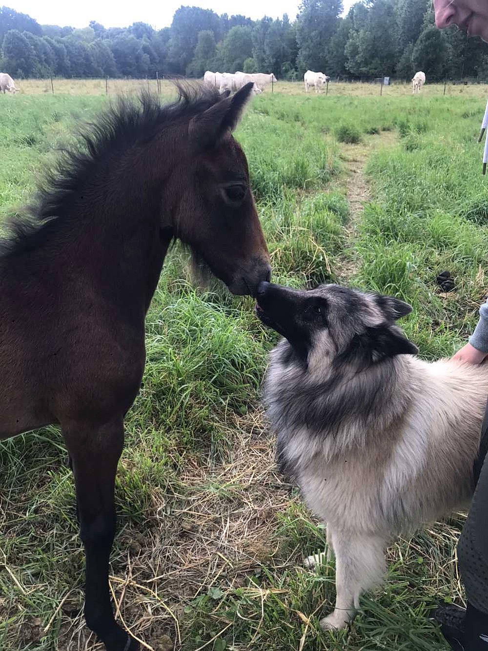 Pirate participe au concours pour gagner de l'argent avec cette photo : carnivore, companion_dog, dog, dog_breed, grass, grassland, herding_dog, horse, landscape, livestock, mare, natural_landscape, pack_animal, pasture, plant, sky, stallion, terrestrial_animal, tree, working_animal