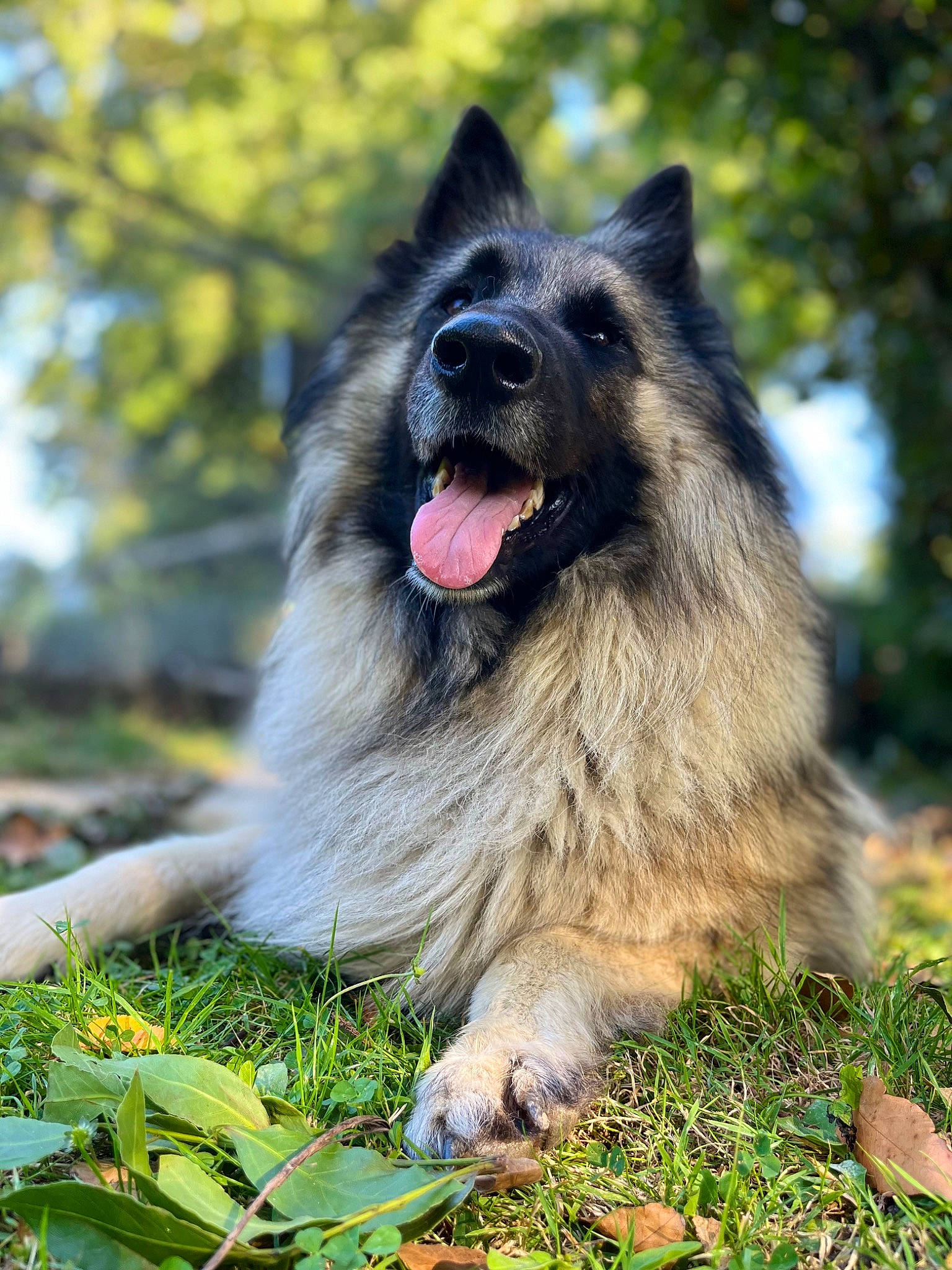 Pirate participe au concours pour gagner de l'argent avec cette photo : canidae, carnivore, collar, companion_dog, dog, dog_breed, german_shepherd_dog, grass, plant, snout, sporting_group, tervuren, working_dog