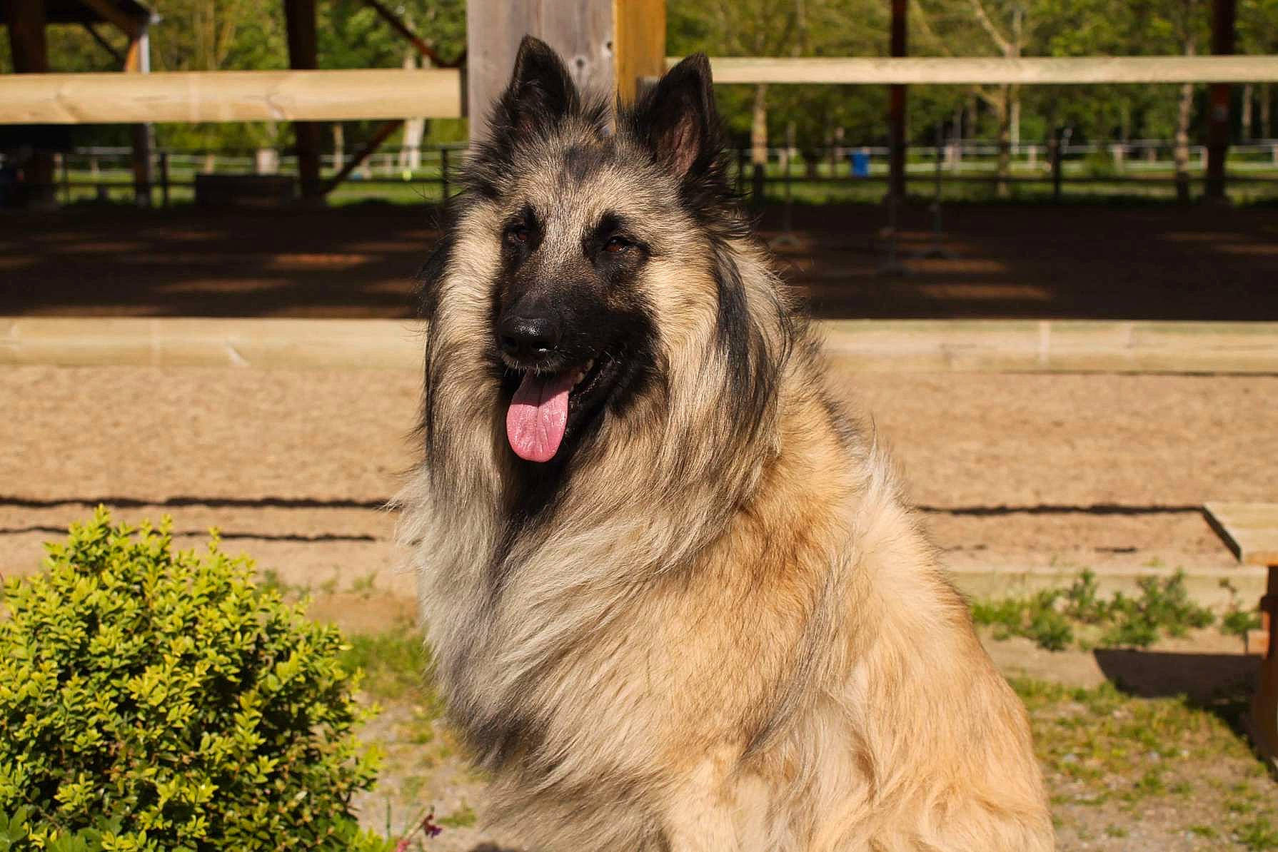 Pirate participe au concours pour gagner de l'argent avec cette photo : canidae, carnivore, dog, dog_breed, fence, grass, plant, snout, sporting_group, terrestrial_animal, working_dog