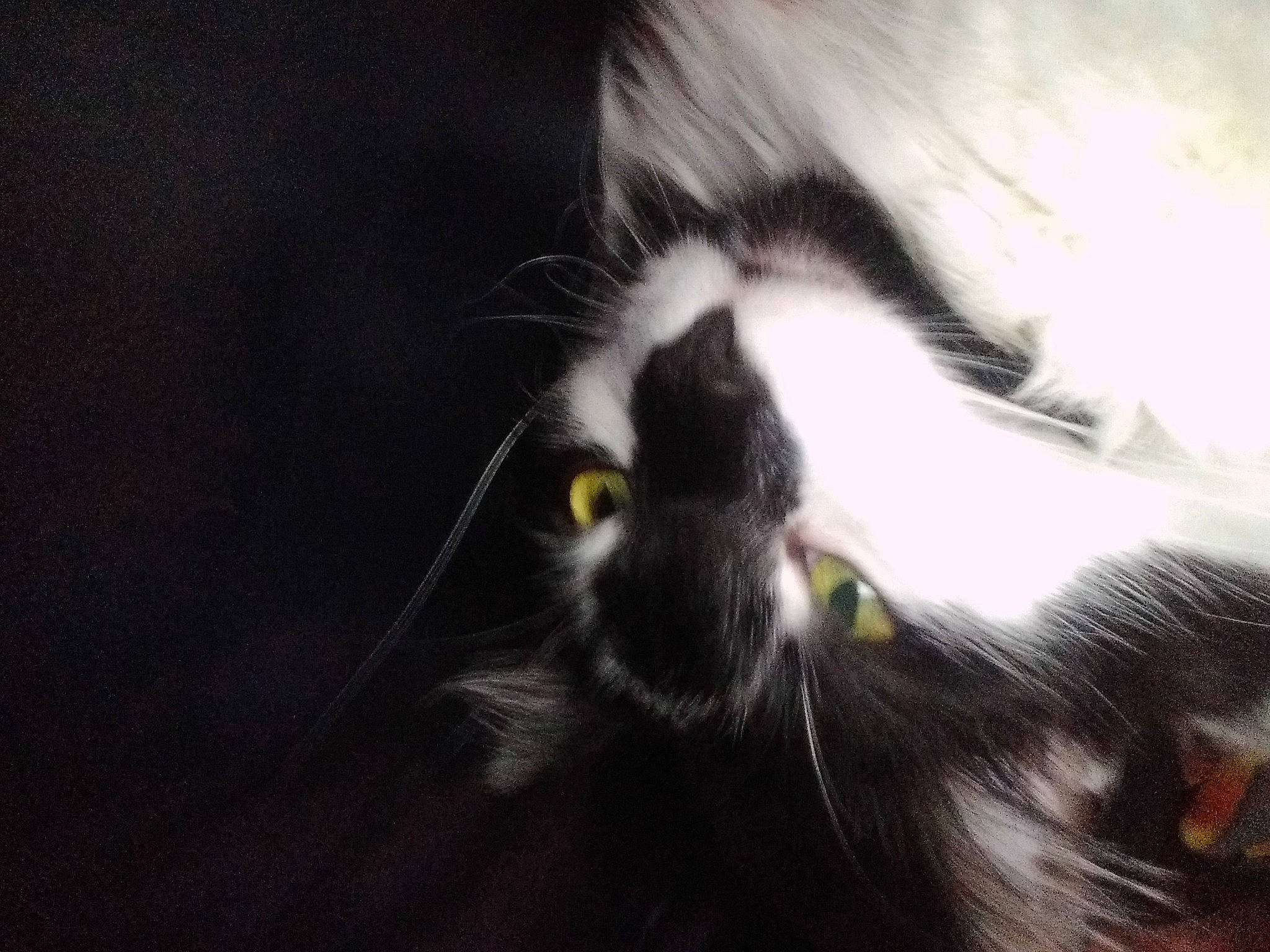 Sylvester joined the competition — help win amazing prizes! carnivore, cat, claw, darkness, domestic_short_haired_cat, felidae, fur, macro_photography, paw, sky, small_to_medium_sized_cats, snout, sporting_group, tail, terrestrial_animal, whiskers, wildlife