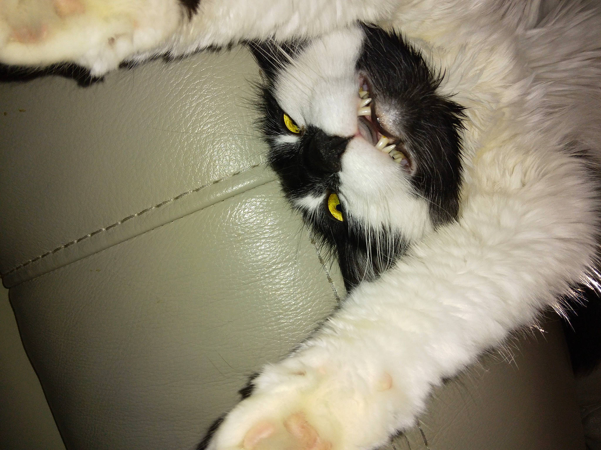 Sylvester joined the competition — help win amazing prizes! beak, bird_of_prey, canidae, carnivore, cat, claw, companion_dog, dog_breed, feather, felidae, fur, paw, primate, small_to_medium_sized_cats, snout, sporting_group, tail, terrestrial_animal, whiskers, wildlife