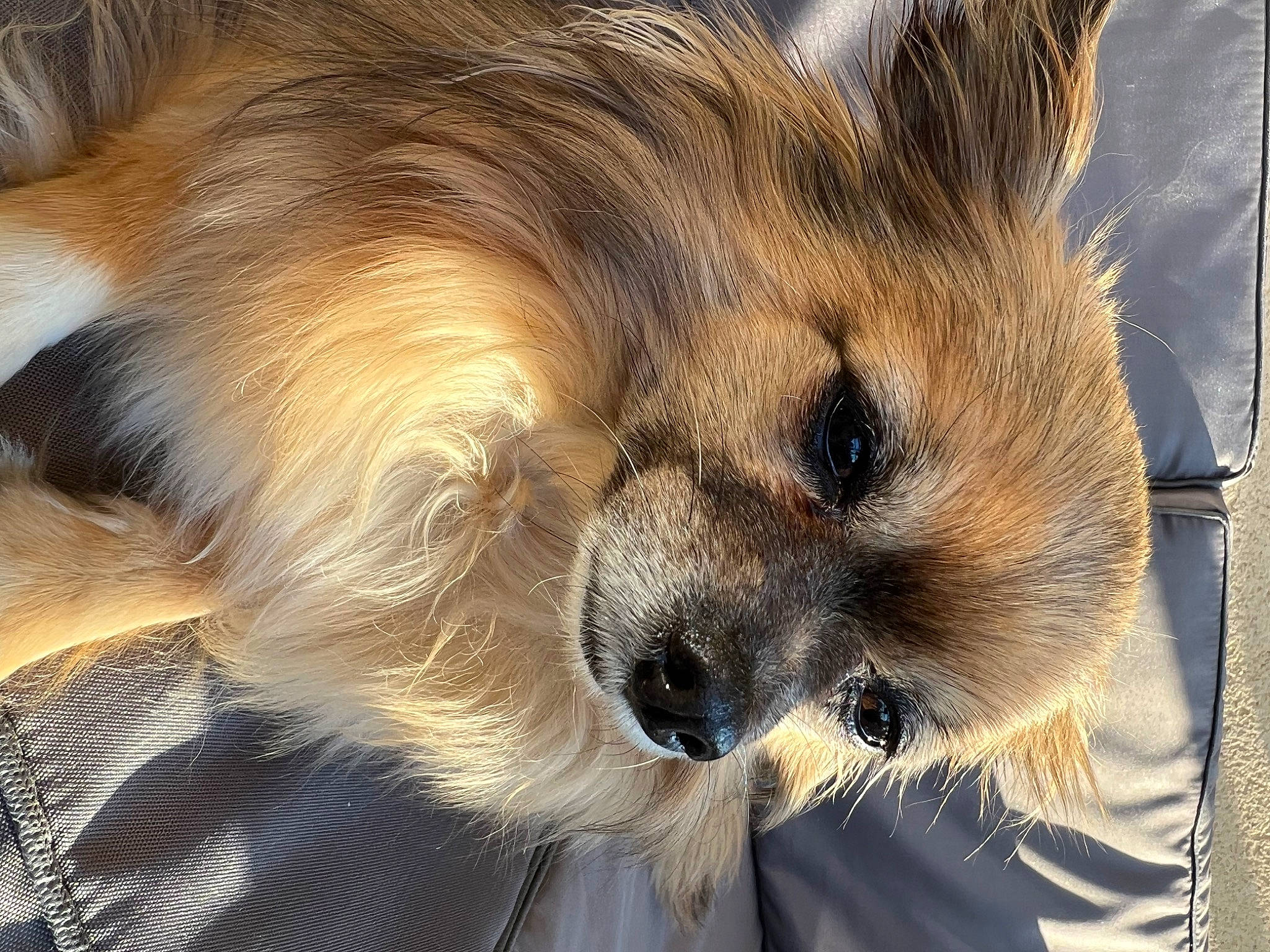 Joyce participe au concours pour gagner de l'argent avec cette photo : big_cats, carnivore, claw, close_up, companion_dog, dog, dog_breed, eyelash, fawn, felidae, fur, german_spitz, german_spitz_mittel, skyscraper, small_to_medium_sized_cats, snout, sporting_group, terrestrial_animal, toy_dog, whiskers