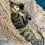 Choco a rejoint le concours — aidez-le/la à gagner de superbes lots ! cat, tabby, sleeping, cozy, blanket, fluffy, paws, fur, resting, cute, pet, indoor, relaxed, nap, comfort, striped, animal, feline, soft, home