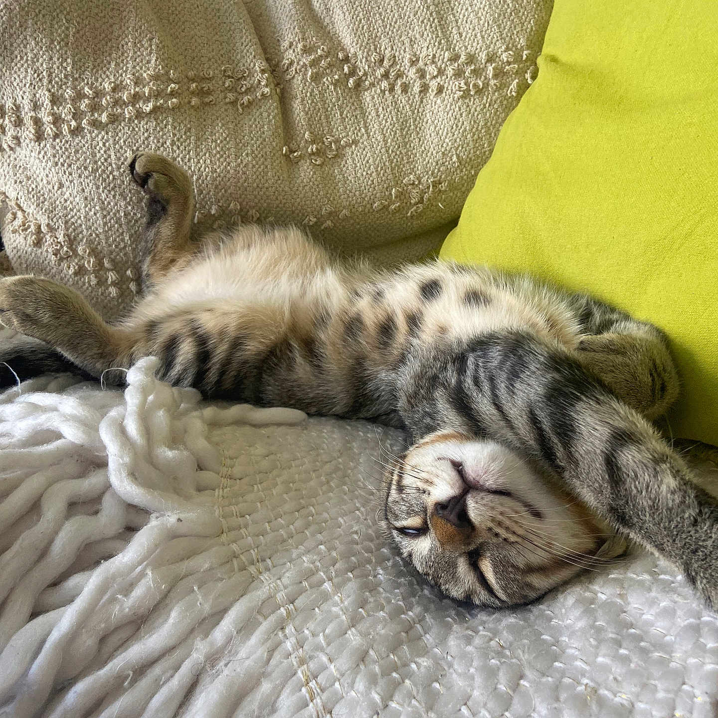 Choco a rejoint le concours — aidez-le/la à gagner de superbes lots ! blanket, cat, comfort, cozy, cushion, domestic_animal, feline, fur, home, indoor, nap, pet, pillow, relaxed, resting, sleeping, striped, tabby_cat, upside_down, whiskers