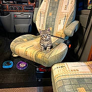 Choco a rejoint le concours — aidez-le/la à gagner de superbes lots ! kitten, cat, tabby, chair, vehicle_interior, food_bowls, carpet, seat, patterned_fabric, pet_food, pet, indoor, small_animal, cute, feline, car_seat, armrest, floor, domestic_animal, companion