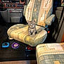 kitten, cat, tabby, chair, vehicle_interior, food_bowls, carpet, seat, patterned_fabric, pet_food, pet, indoor, small_animal, cute, feline, car_seat, armrest, floor, domestic_animal, companion