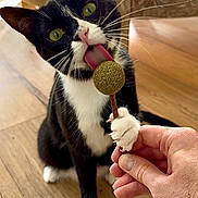 Lilith a rejoint le concours — aidez-le/la à gagner de superbes lots ! cat, tuxedo_cat, green_eyes, licking, paw, hand, wooden_floor, indoor, pet, playful, curious, animal, feline, closeup, domestic_cat, white_paws, black_fur, toy, holding, home