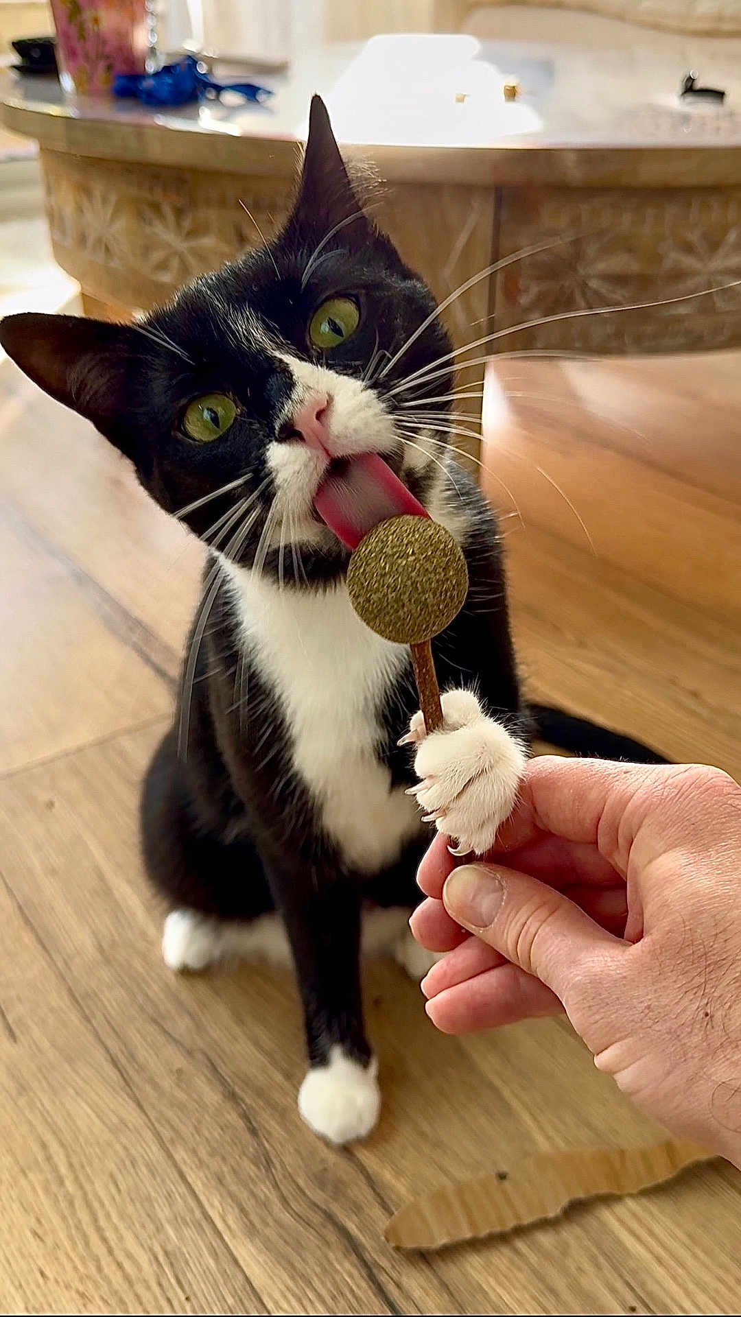 Lilith a rejoint le concours — aidez-le/la à gagner de superbes lots ! cat, tuxedo_cat, green_eyes, licking, paw, hand, wooden_floor, indoor, pet, playful, curious, animal, feline, closeup, domestic_cat, white_paws, black_fur, toy, holding, home