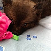 Lola a rejoint le concours — aidez-le/la à gagner de superbes lots ! puppy, dog, brown_fur, lying_down, toy, plush, pink, green, blue_sheet, pattern, cute, pet, animal, resting, soft, indoor, close_up, young, sleepy, fur