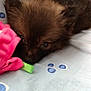 puppy, dog, brown_fur, lying_down, toy, plush, pink, green, blue_sheet, pattern, cute, pet, animal, resting, soft, indoor, close_up, young, sleepy, fur