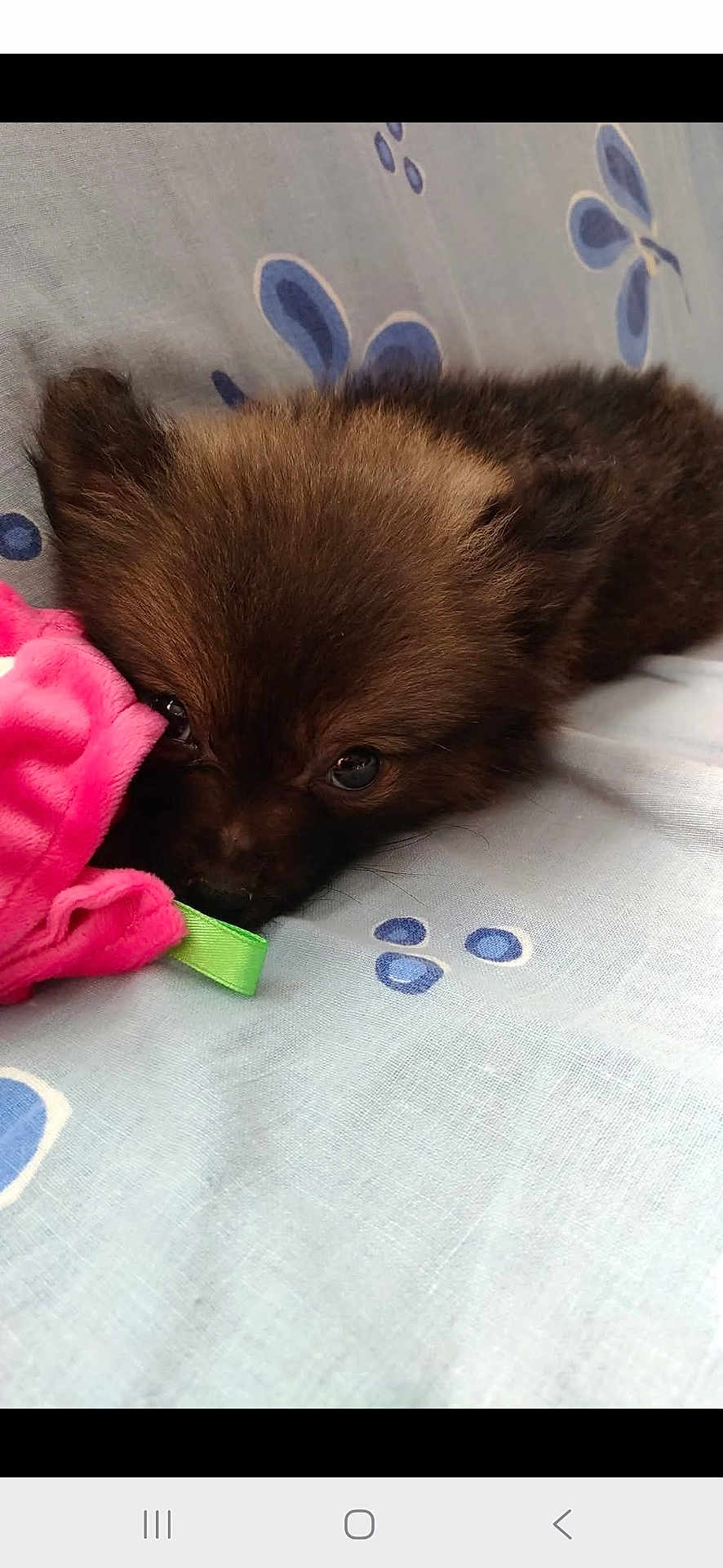 Lola