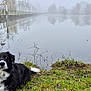 Leïa a rejoint le concours — aidez-le/la à gagner de superbes lots ! animal, bank, black_and_white, calm, canine, dog, fall, fog, grass, lake, leafless_trees, mist, nature, outdoor, peaceful, pond, reflection, relaxing, trees, water