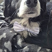 Leïa participe au concours pour gagner de l'argent avec cette photo : animal, black_and_white, blanket, bow_tie, canine, close_up, comfort, cozy, dog, domestic, ears, face, fur, furry, indoor, nose, pet, portrait, resting, whiskers