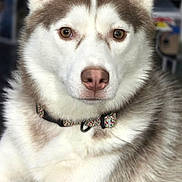 Sienna joined the competition — help win amazing prizes! dog, siberian_husky, pet, animal, collar, brown_eyes, fur, indoor, floor, portrait, canine, domestic_animal, looking_at_camera, cute, fluffy, ears, nose, whiskers, companion, relaxed