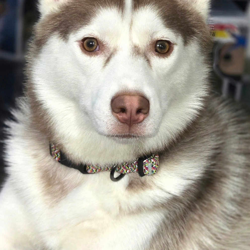 Sienna