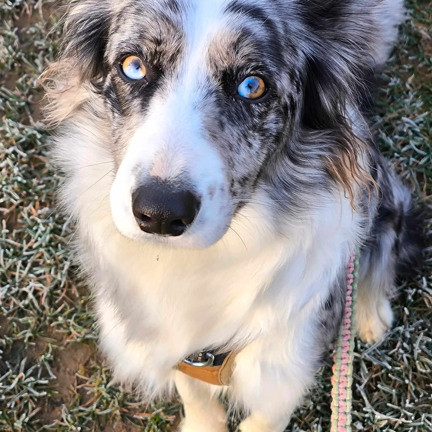 Yuna participe au concours pour gagner de l'argent avec cette photo : accessories, animal, canine, cockerspaniel, collie, dog, eskimodog, grass, hound, husky, leash, papillon, pet, plant, puppy, snout, strap