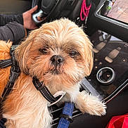 Chuki is registered to the contest to win money with this photo: dog, pet, car_interior, steering_wheel, harness, leash, dashboard, hand, person, seat, control_panel, button, furry, small_dog, close_up, curious, animal, companion, indoor, transportation