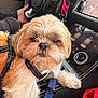dog, pet, car_interior, steering_wheel, harness, leash, dashboard, hand, person, seat, control_panel, button, furry, small_dog, close_up, curious, animal, companion, indoor, transportation
