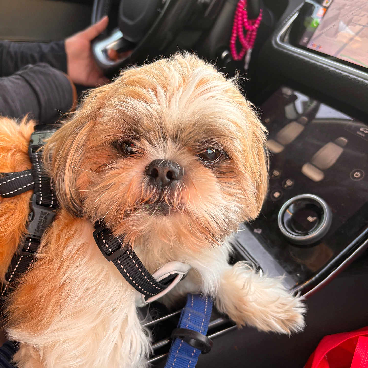 Chuki is registered to the contest to win money with this photo: animal, button, car_interior, close_up, companion, control_panel, curious, dashboard, dog, furry, hand, harness, indoor, leash, person, pet, seat, small_dog, steering_wheel, transportation