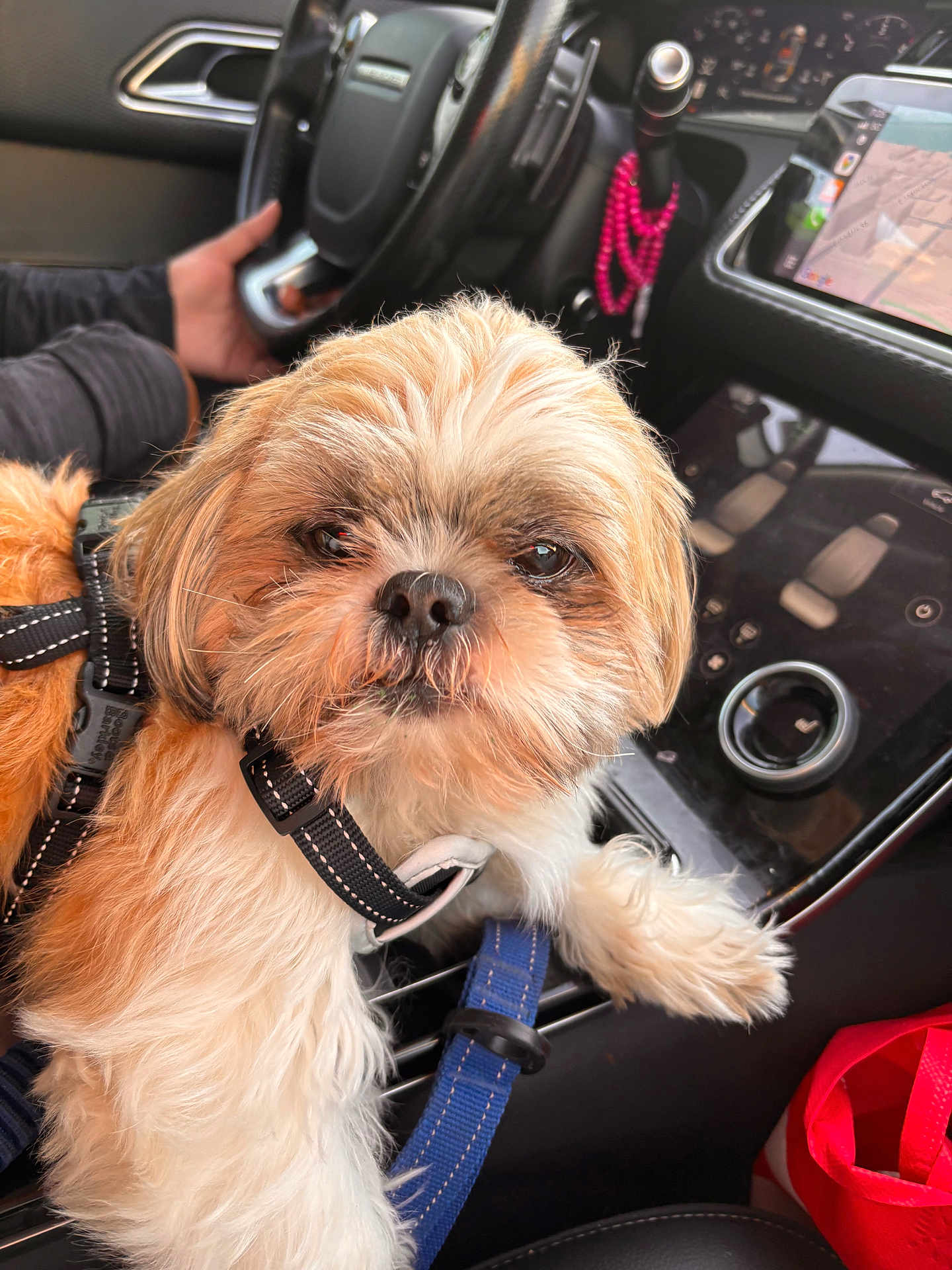 Chuki is registered to the contest to win money with this photo: dog, pet, car_interior, steering_wheel, harness, leash, dashboard, hand, person, seat, control_panel, button, furry, small_dog, close_up, curious, animal, companion, indoor, transportation