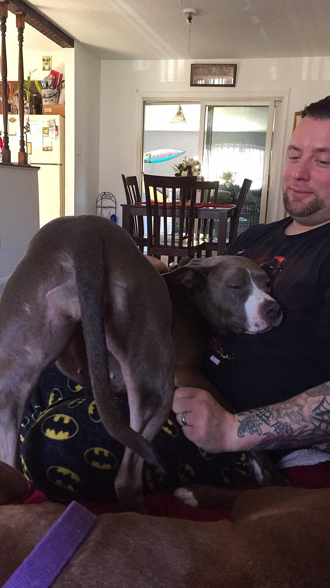 Lea is registered to the contest to win money with this photo: carnivoran, dog, dog_breed, dog_like_mammal, guard_dog, italian_greyhound, mammal, non_sporting_group, snout, vertebrate