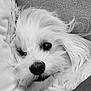 animal, black_nose, calm, close_up, companion, cozy, cute, dog, face, fluffy, fur_detail, indoors, nostrils, pet, portrait, resting, sleepy, soft_texture, whiskers, white_fur