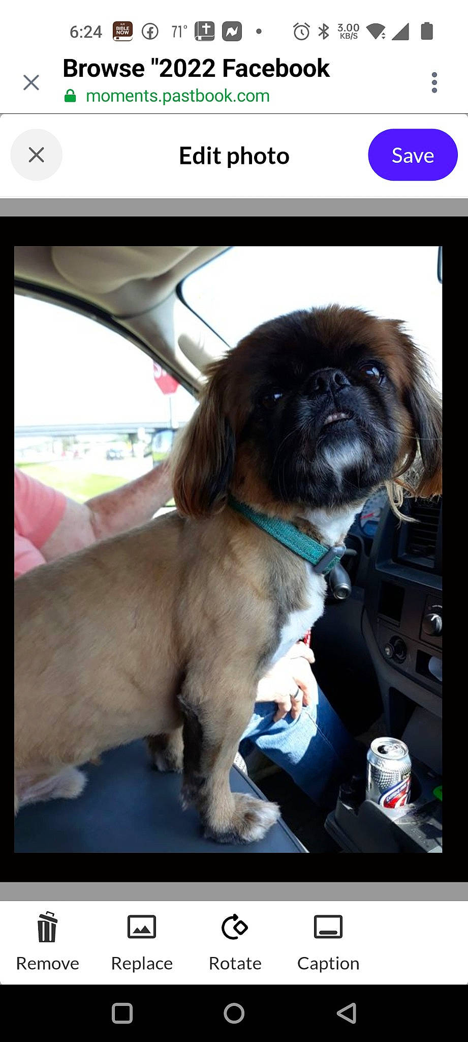 Sparky joined the competition — help win amazing prizes! auto_part, automotive_design, automotive_exterior, automotive_mirror, canidae, car, car_seat, car_seat_cover, carnivore, companion_dog, dog, dog_breed, fur, liver, motor_vehicle, snout, toy_dog, vehicle, vehicle_door, windshield