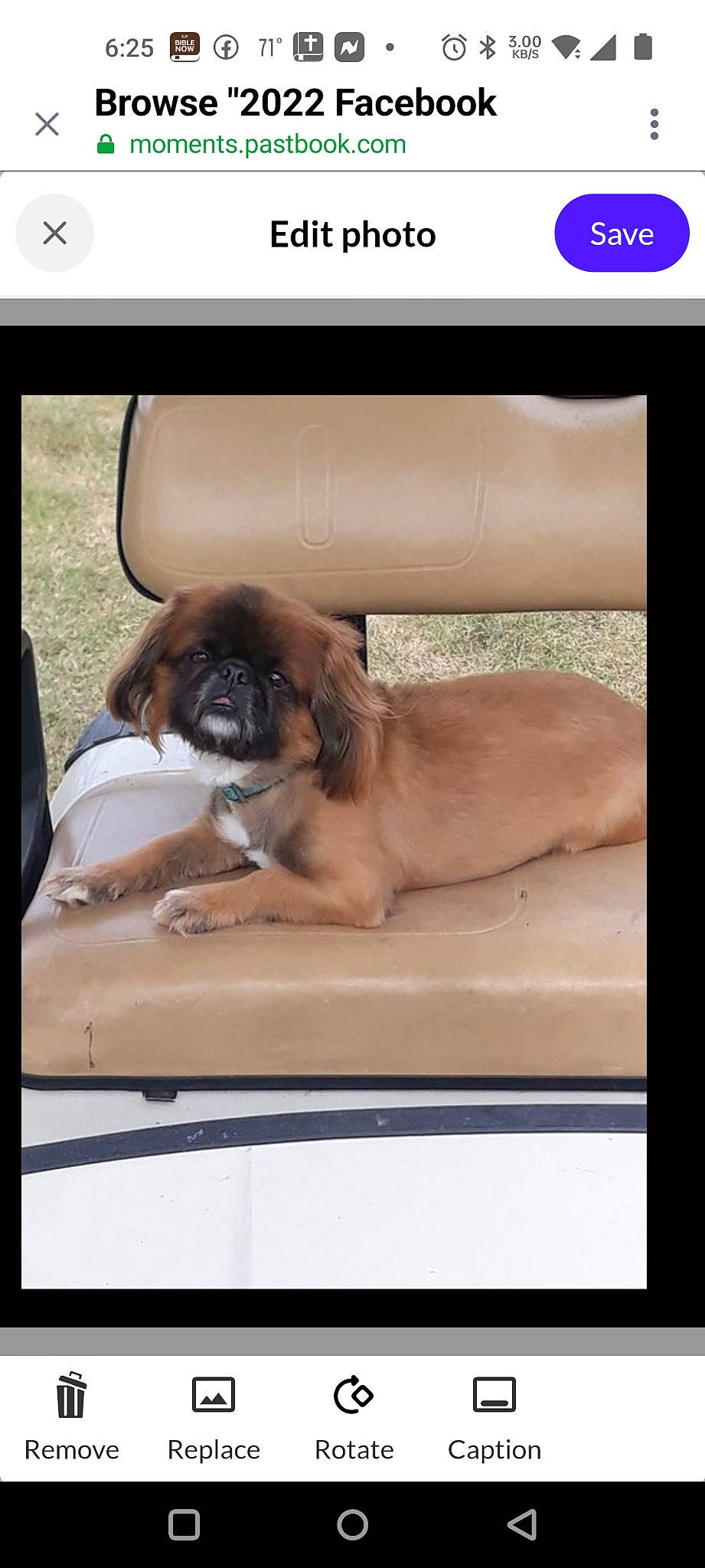 Sparky is registered to the contest to win money with this photo: auto_part, automotive_exterior, automotive_mirror, canidae, carnivore, comfort, companion_dog, dog, dog_breed, fawn, liver, motor_vehicle, rectangle, snout, sporting_group, tints_and_shades, vehicle_door, window, windshield, working_animal