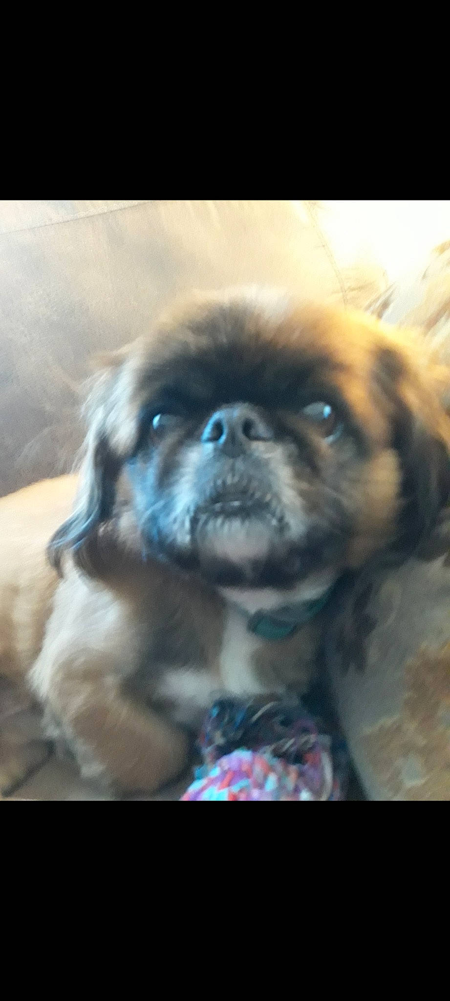 Sparky is registered to the contest to win money with this photo: canidae, carnivore, companion_dog, dog, dog_breed, electric_blue, eye, fawn, fur, liver, pug, puppy, snout, sporting_group, terrestrial_animal, tibetan_spaniel, toy_dog, whiskers, working_animal, wrinkle