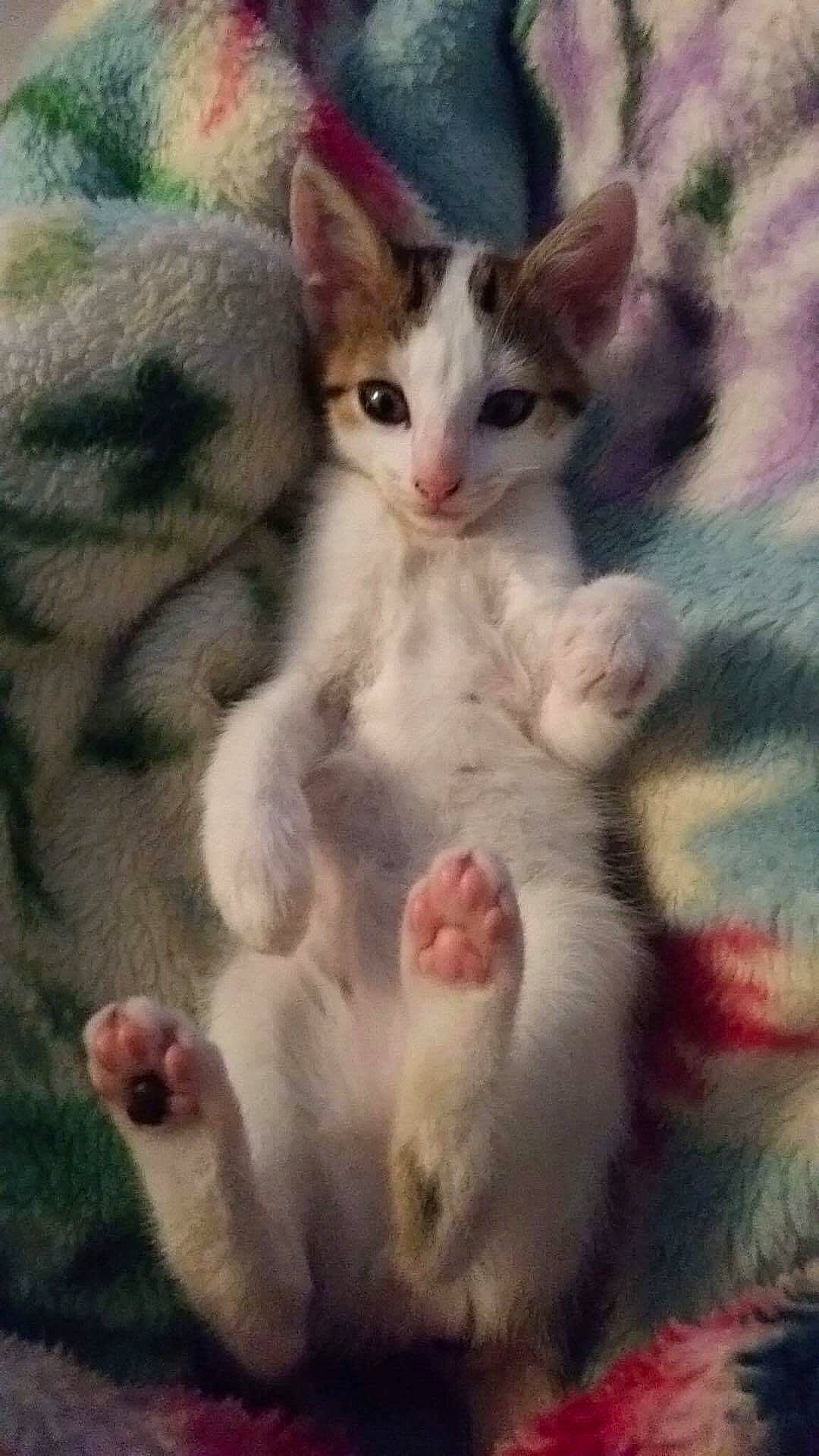 Kerchak participe au concours pour gagner de l'argent avec cette photo : art, carnivore, cat, claw, close_up, domestic_short_haired_cat, felidae, fur, grass, paw, photo_caption, plant, small_to_medium_sized_cats, snout, tail, terrestrial_animal, whiskers