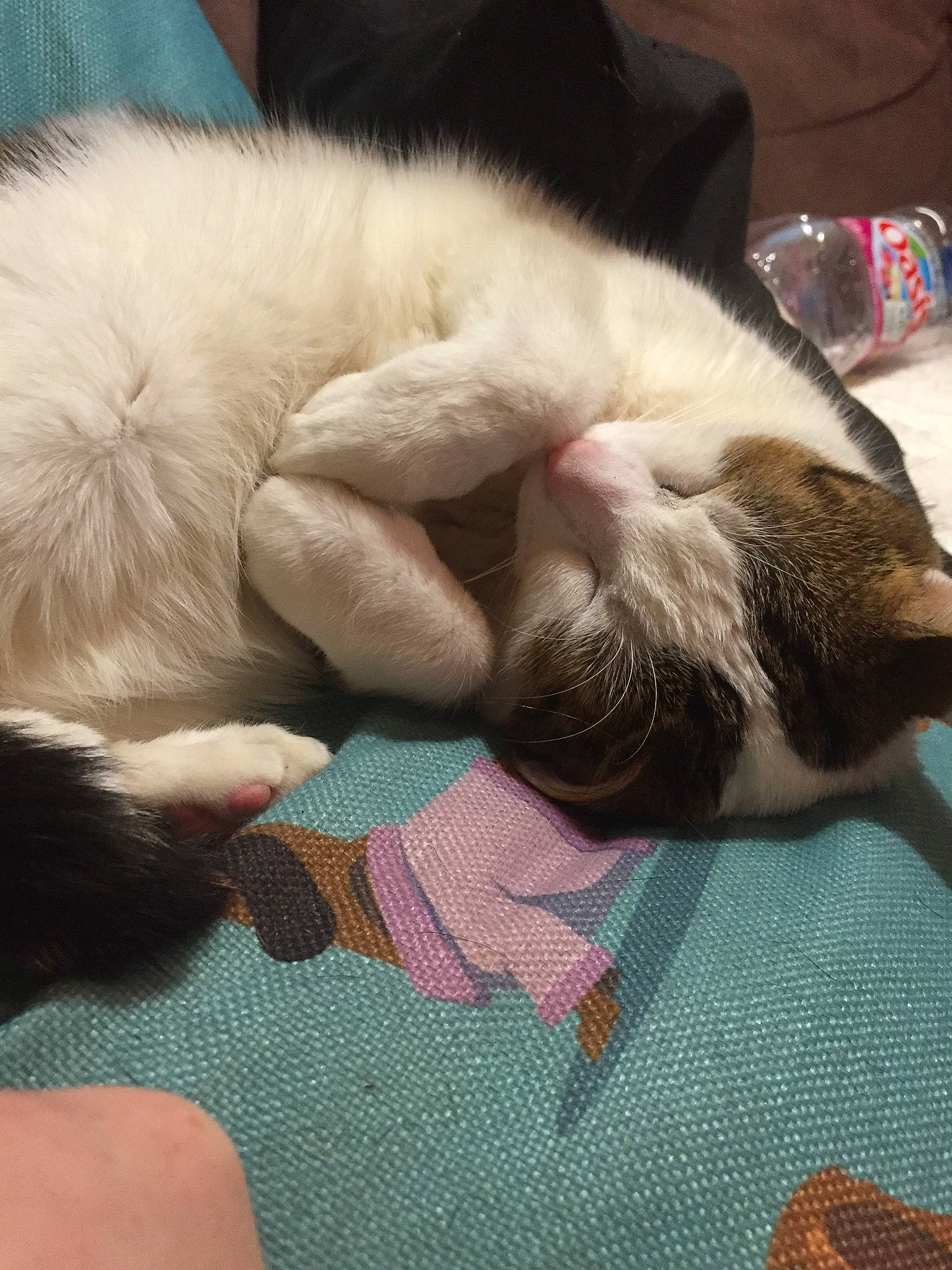 Kerchak participe au concours pour gagner de l'argent avec cette photo : carnivore, cat, claw, comfort, domestic_short_haired_cat, fawn, felidae, fur, nap, paw, sleep, small_to_medium_sized_cats, snout, tail, whiskers