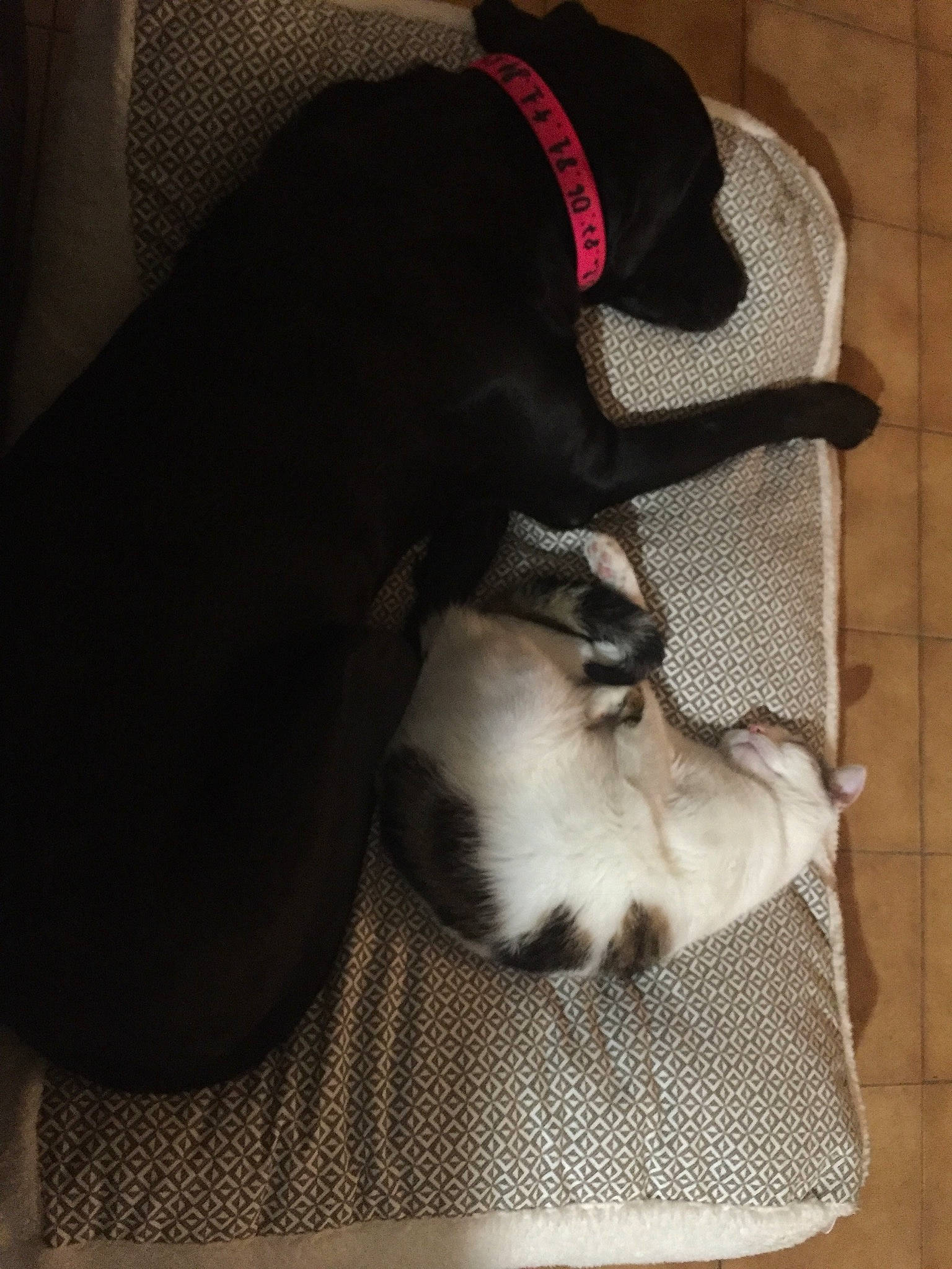 Kerchak participe au concours pour gagner de l'argent avec cette photo : canidae, carnivore, comfort, companion_dog, dog, dog_bed, dog_breed, dog_supply, fawn, felidae, fur, grey, linens, paw, small_to_medium_sized_cats, snout, sporting_group, tail, whiskers, working_animal