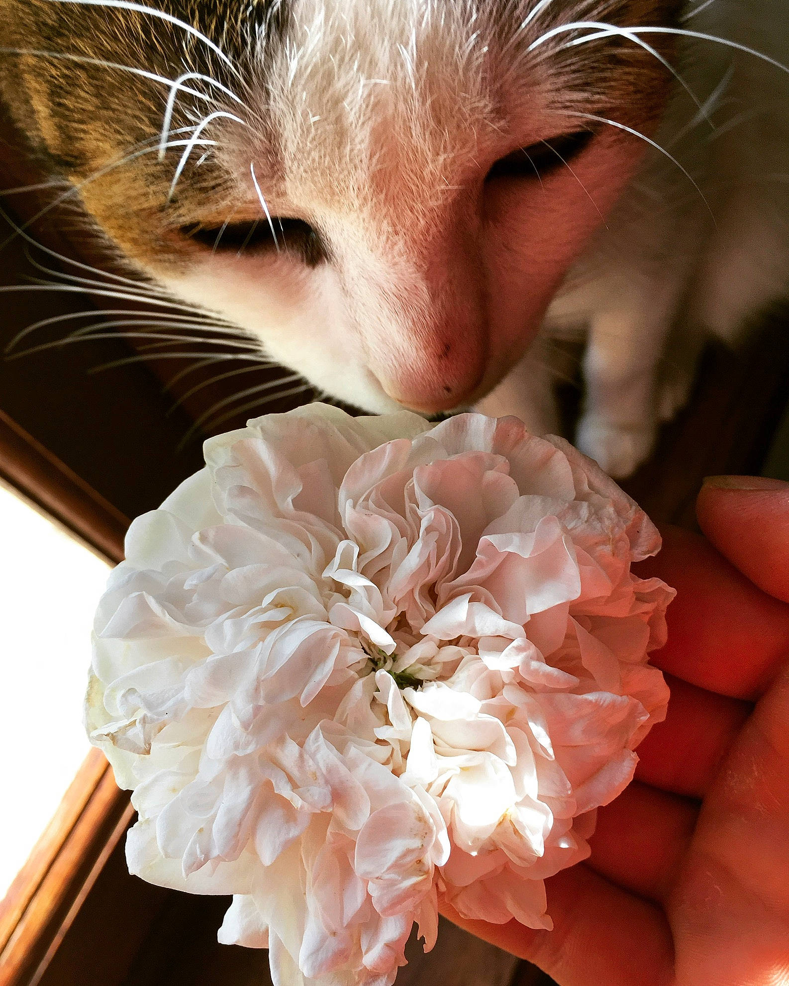 Kerchak a rejoint le concours — aidez-le/la à gagner de superbes lots ! artificial_flower, carnivore, cat, close_up, cut_flowers, eyelash, fashion_accessory, felidae, flower, flowering_plant, fur, gesture, happy, paw, peach, petal, plant, rose_family, small_to_medium_sized_cats, whiskers