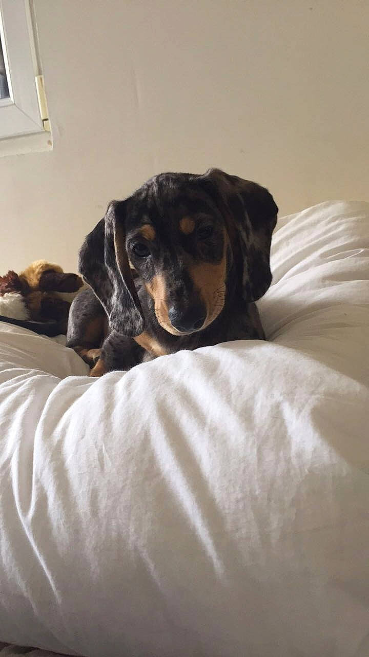 Mango a rejoint le concours — aidez-le/la à gagner de superbes lots ! ball, bedding, bored, canidae, carnivore, comfort, companion_dog, couch, dog, dog_breed, dog_supply, fur, grey, linens, picture_frame, snout, sporting_group, terrestrial_animal, working_animal, working_dog