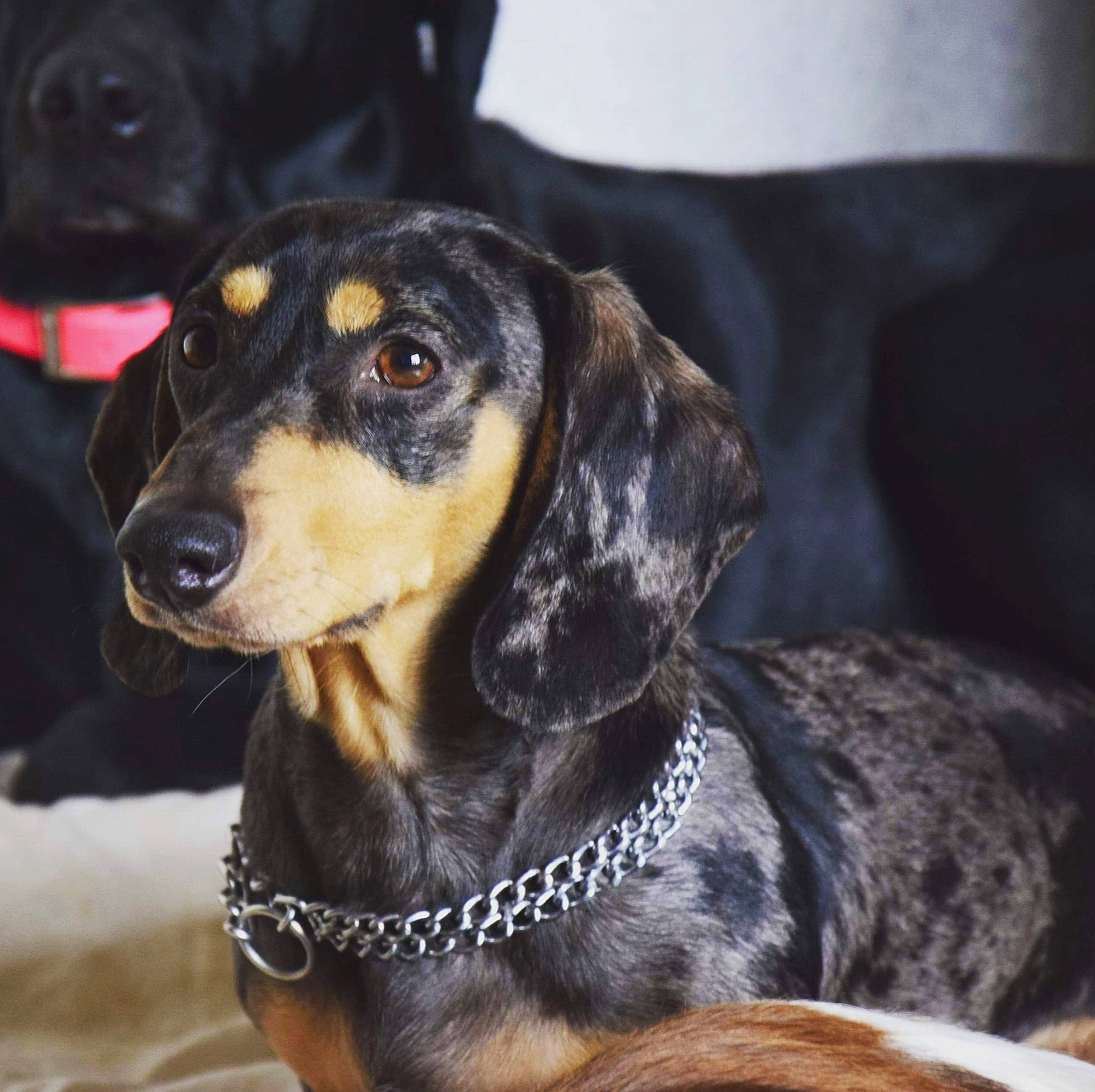 Mango participe au concours pour gagner de l'argent avec cette photo : carnivore, collar, companion_dog, dog, dog_breed, ear, fur, guard_dog, scent_hound, snout, sporting_group, whiskers, working_animal, working_dog