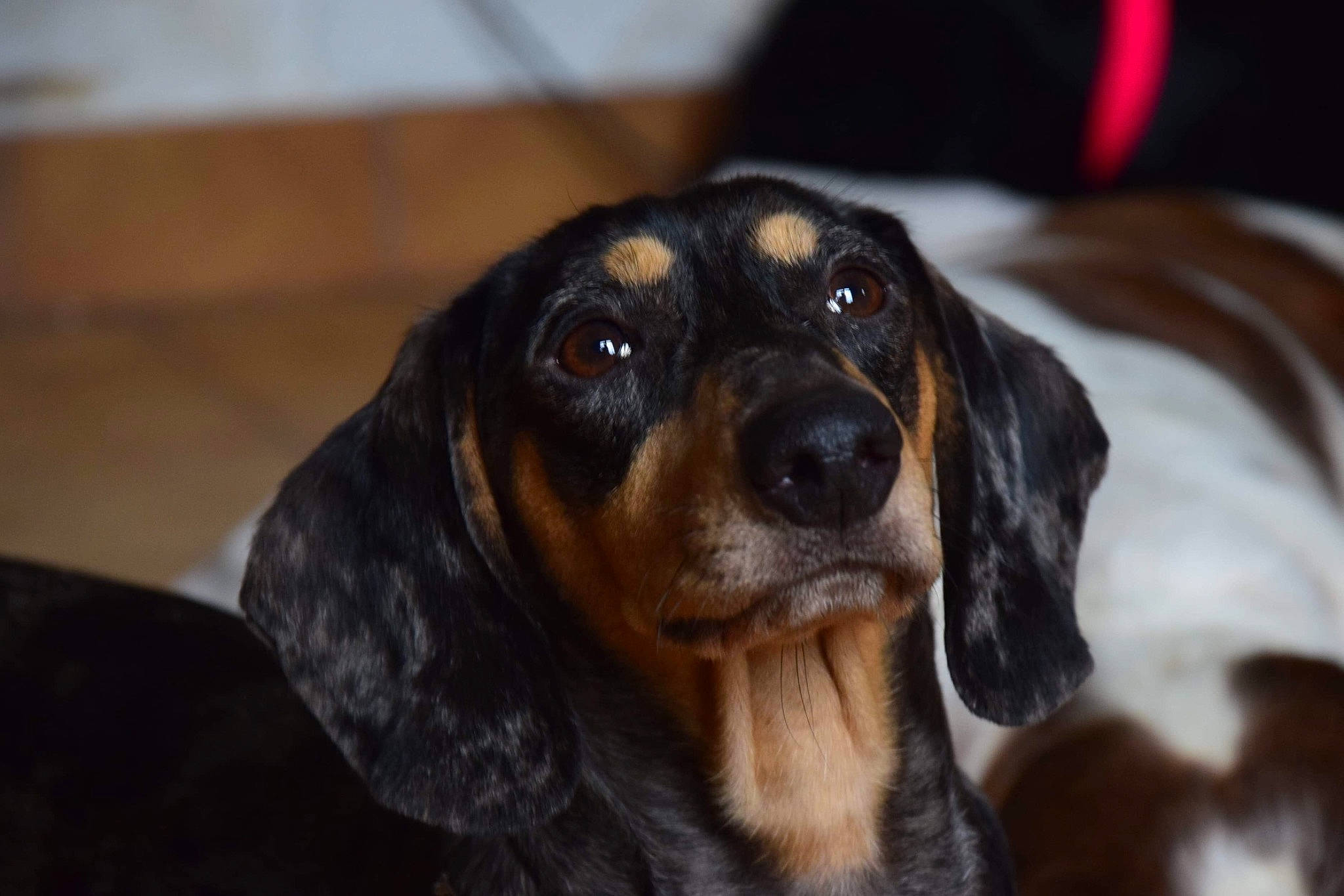 Mango participe au concours pour gagner de l'argent avec cette photo : canidae, carnivore, comfort, companion_dog, dog, dog_breed, eye, fur, guard_dog, head, hound, hunting_dog, montenegrin_mountain_hound, puppy, scent_hound, snout, sporting_group, whiskers, working_animal, working_dog