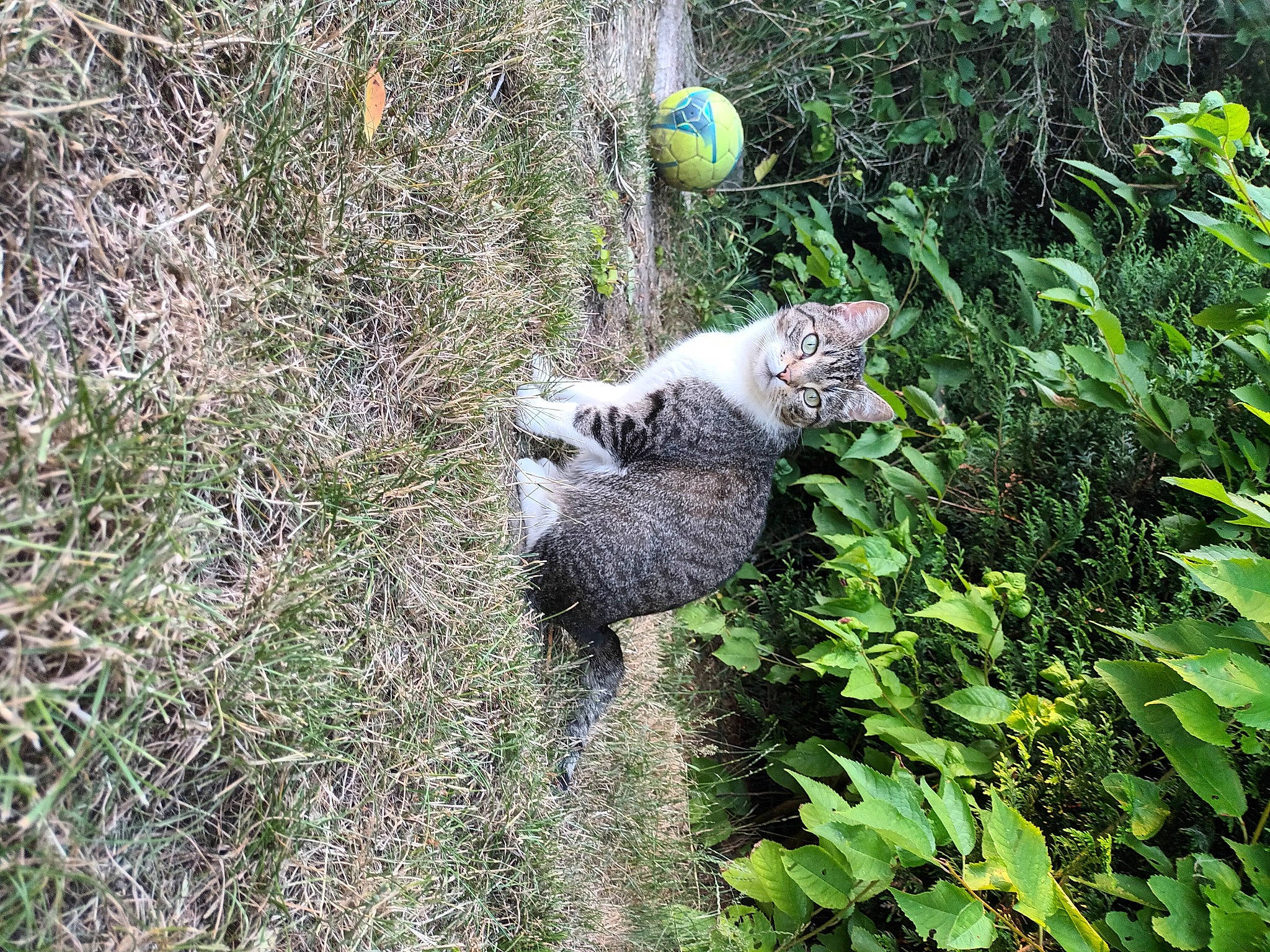 Ozzie a rejoint le concours — aidez-le/la à gagner de superbes lots ! ball, biome, botany, carnivore, cat, felidae, grass, grass_family, groundcover, leaf, plant, shrub, small_to_medium_sized_cats, soil, tail, terrestrial_animal, terrestrial_plant, trunk, vegetation, whiskers