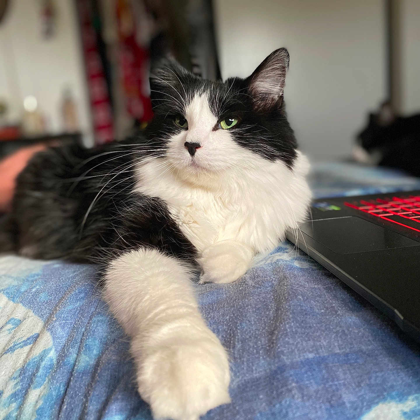 Archer is registered to the contest to win money with this photo: animal, bed, bedroom, blanket, cat, computer, computerhardware, couch, electronics, furniture, hardware, indoors, kitten, laptop, manx, monitor, pc, pet, room, screen