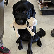 Solstice is registered to the contest to win money with this photo: aisle, animal, black_dog, companion, cute, dog, floor, indoors, leash, person, pet, pet_store, plush_toy, puppy, shoes, shopping, store, tiles, toy, waiting