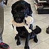 aisle, animal, black_dog, companion, cute, dog, floor, indoors, leash, person, pet, pet_store, plush_toy, puppy, shoes, shopping, store, tiles, toy, waiting
