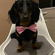 Milly a rejoint le concours — aidez-le/la à gagner de superbes lots ! dog, dachshund, bow_tie, pink, pet, indoor, chair, cushion, black, tan, animal, cute, portrait, sitting, looking, floor, furniture, home, domestic, companion