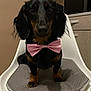 dog, dachshund, bow_tie, pink, pet, indoor, chair, cushion, black, tan, animal, cute, portrait, sitting, looking, floor, furniture, home, domestic, companion